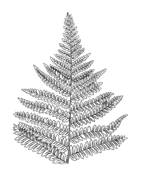Hand-sketched eagle fern botanical illustration isolated on white.  Maidenhair spleenwort hand-drawing. Engraved style fern on white background. Woodland plants and botanical element sketch